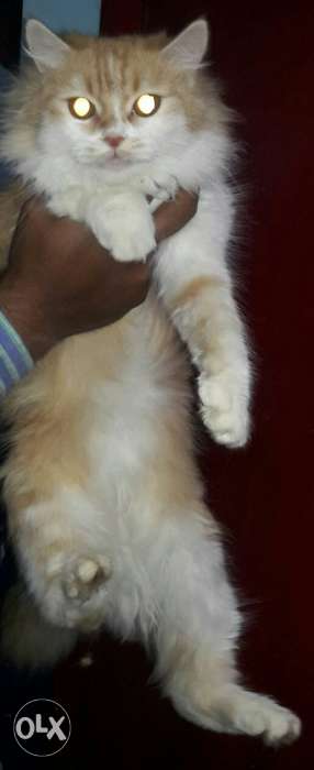 Persian cats pair male & female for salle very