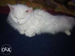 Persian cat(white)