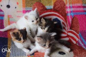 Persian kitten available,  each. Negotiable