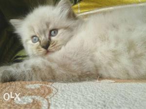 Persian kittens available two male himalayan