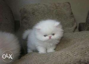 Persian kittens for sell call me now