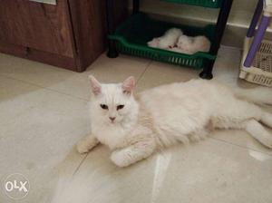 Persian mother cat nd 4 kitchens 15 days kittens,