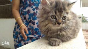 Persian tabby kitten