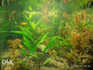 Planted Aquarium Tank