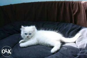 Pure linage persian kittens