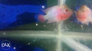 SRD Flowerhorn Fish