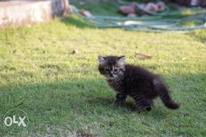 Sale: One Month Old Persian Kittens,toilet Trained