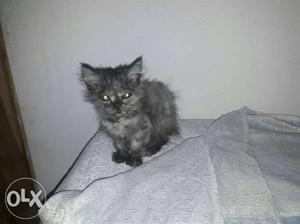 She is very active female Persian kitten 1 month