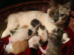 Short-fur Brown And White Cat And Kitten Litter