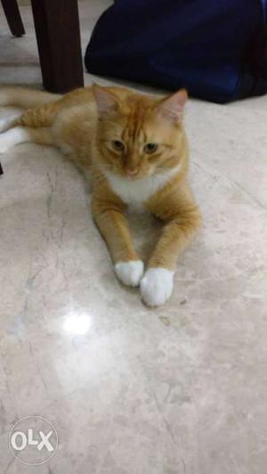 Short-fur Orange And White Tabby Cat