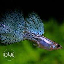 Silver And Blue Guppy Fish