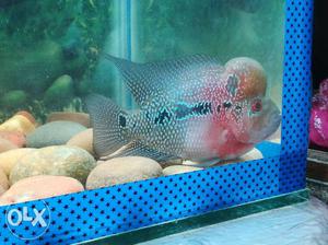 Silver And Pink Flower Horn Fish