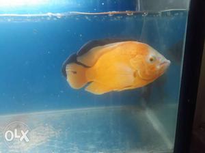 Small Orange Pet Fish