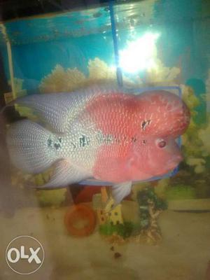 Super Red Dragon Flowerhorn Fish sales. 11 month