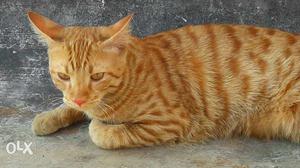 Sweet (male)cat availble for metting urgently