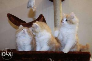 Three Orange And White Kittens
