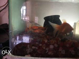 Three Orange Gold Fishes