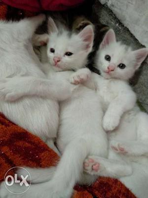 Three Short-furred White Kittens