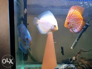 Two 5 inch and one 4 inch Discus Fish for sale