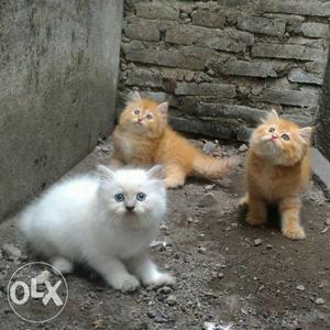 Two Orange And One White Long Fur Cats