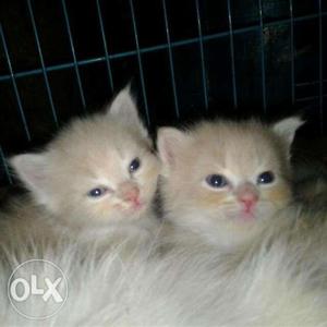 Two Short-furred Orange Kittens