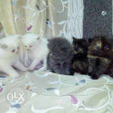 Two White, One Gray, One Black, And One Brown Persian