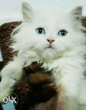 Want to sale my blue eyes persian cat kitten