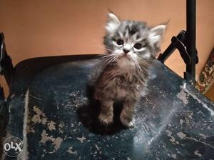 Want to sell my male pure Persian doll face kitten 40 days