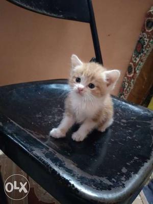 Want to sell my pure Persian doll face male kitten golden