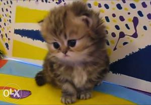 We buy parsian kitten. if u have it want to sell