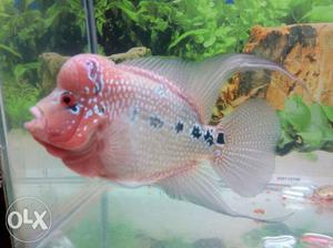 White And Pink Flowerhorn Cichlid Fish
