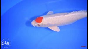 White And Red Koi Fish