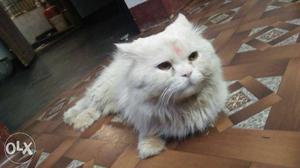 White Cat In Kanhangad