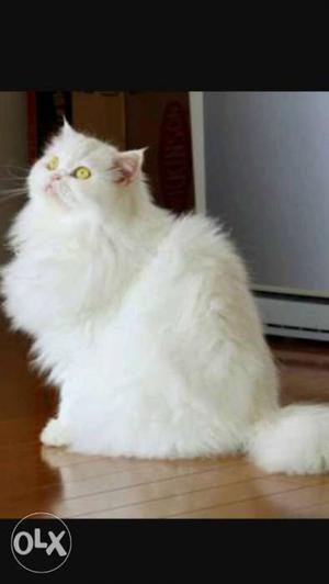 White Persian male cat