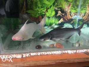 White and grey shark fishes for sale