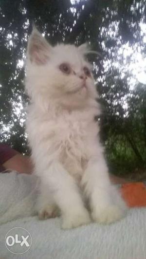 White female Persian kitten,very active very