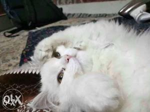 White persian cat kitten 8 months male for sale