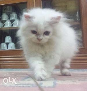 White persion cat female 2 months old