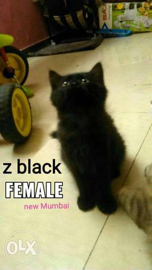 Yellow eyes z black female Kitten