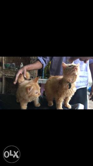 Young and active pair of Persian cat for sell
