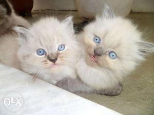 blue eyes persion cat available for