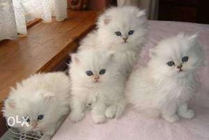 persian cat availbale for sell in low