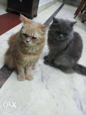 persian cat for sell in low price