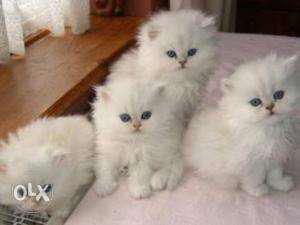 persian cat for sell sell sell in low price
