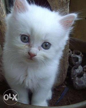 persian cat n kitten both available