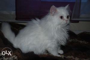 persion cat available for sell in low