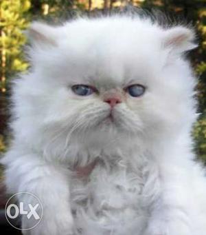 very cute doll face kittens for sell