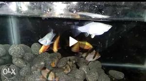10 fishes and aquarium lamp with decoratives