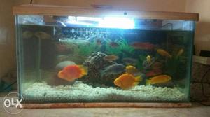 2 feet aquarium tank with top, fishes, white