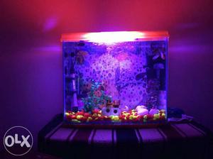 2 weeks used aquarium with water oxygen supply,